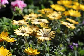 Flower Plant Nature
