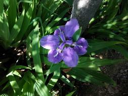 Flower Leaf Nature