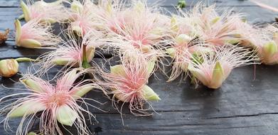 unusual flowers a lot