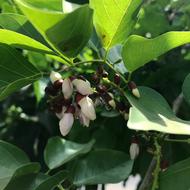 hidden flowers in the foliage