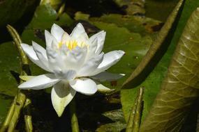 Water Lily Nature Pond