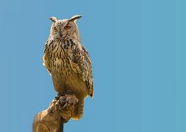 owl log the sky is blue