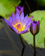 Waterlily Lily Lotus