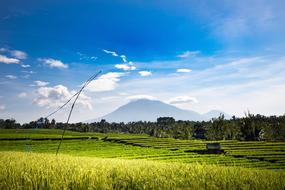 Field Nature Panorama
