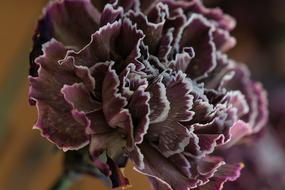 rose dry house vase