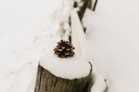 Winter Pinecone Nature