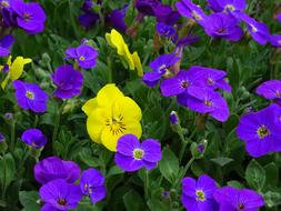 Blue Pillow Aubrieta Cruciferous