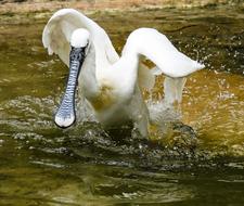 Little spoonbill in the water