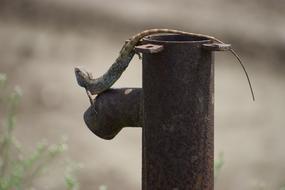 lizard crane rusty