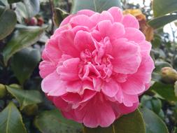 pink big flower in the garden