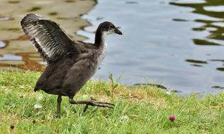 a running duck by the lake