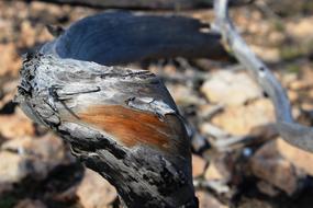log forest gray