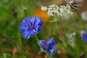 Nature Plant Wildflower