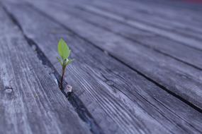 Wood Nature Background