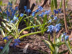 blue beautiful flowers are blooming in the garden