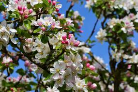 Apple Blossoms Tree