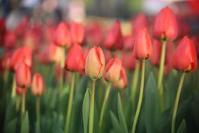 Tulip Nature Flower
