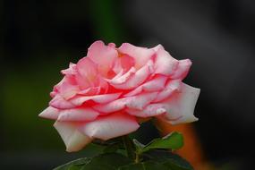 Rose The Beauty Of Nature Flower