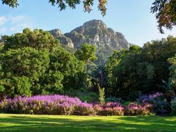 the park is large with flowers