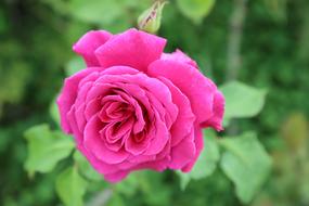 one bud is a big rose