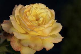 Rose Yellow Blossom