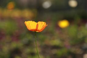 yellow flower macro blur