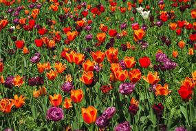 the magic field of poppies