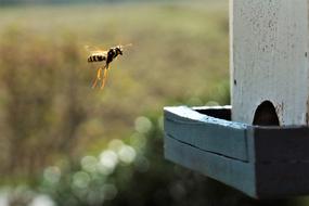 The bee flies to the nest