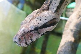 Snake Head Reptile