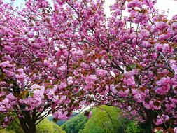 Cherry Blossoms Flowers Wood