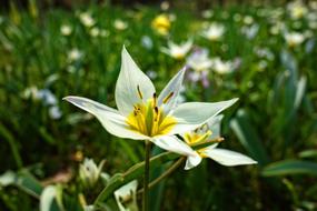 White Flower Spring