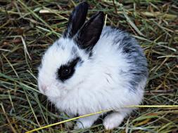 Charming Rabbit Animals