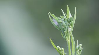 plants green wild