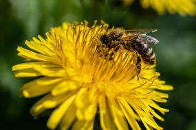 yellow flower with a large bee