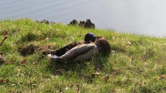 Animal World Nature Grass