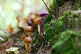 raw little mushrooms by the tree