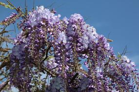 Flower Tree Plant