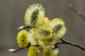 Verba Branch Nature