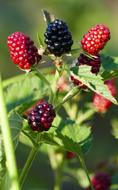 Nature Forest Blackberries