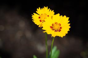 Flowers Yellow