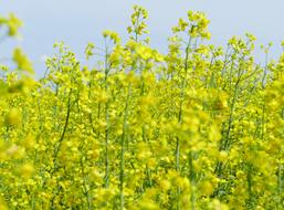 yellow flowers a lot of landscape