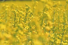 Colza Rape Plant