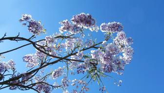 Wisteria Branch Flower