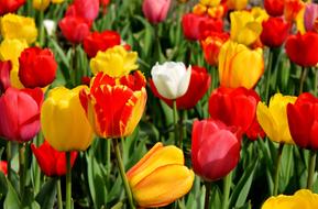 what beautiful tulips