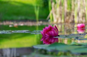 Water Lily Flower Blossom