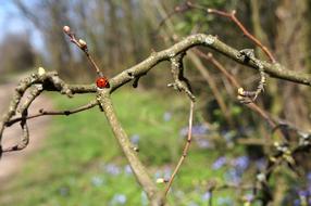 insect with tree view
