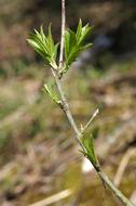 Tree Nature Plant