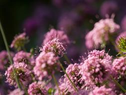 Flower Plant Nature