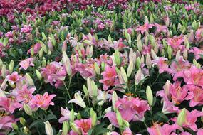 Flower Garden Flora