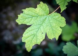 Leaf Maple Oak